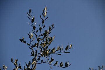 branches of a tree against blue sky