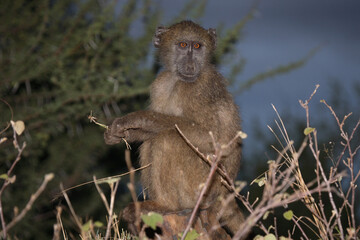 Bärenpavian / Chacma Baboon / Papio ursinus.
