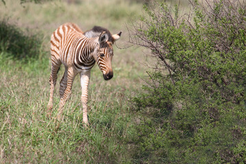 Steppenzebra / Burchell's Zebra / Equus burchellii