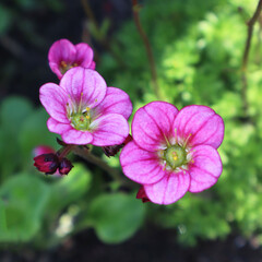 Pink saxifrage flowers in the garden
