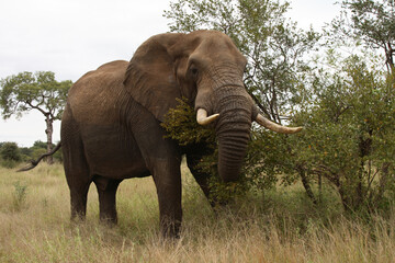 Fototapeta premium Afrikanischer Elefant / African elephant / Loxodonta africana