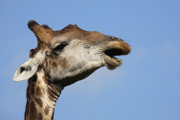 Giraffe / Giraffe / Giraffa Camelopardalis