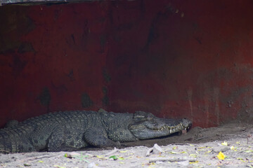 Crocodile is taking rest