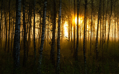 Fototapeta Poranne  słońce w lesie obraz