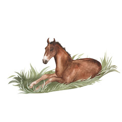 Fototapeta na wymiar Watercolor illustration of a foal lying in the grass isolated