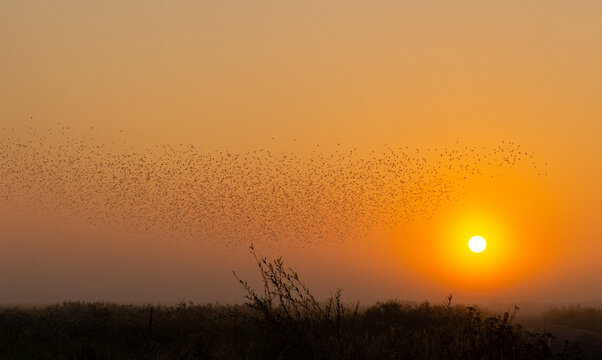 Fototapeta Wschód słońca i ptaki