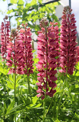 Pink lupine flowers in the garden
