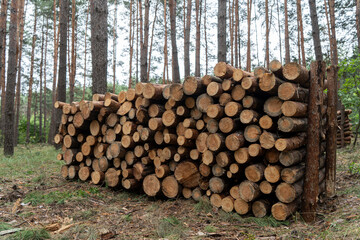 Harvesting firewood for the winter. Firewood in a pine forest