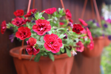 Red Calibrachoa flowers in a pot
