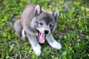 Puppy looking at camera and sitting on grass