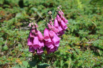 Digitale © Emilie Bélair