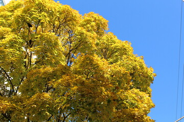 yellow autumn trees against a bright blue sky. Autumn landscapes. Yellow foliage. Trees in the city