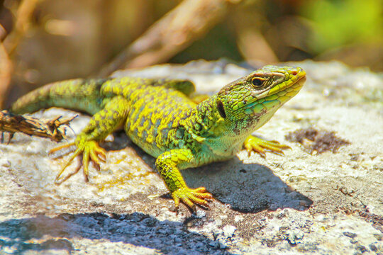 Lagarto ocelado ou Lacerta lepida, o Sard&atilde;o ib&eacute;rico
