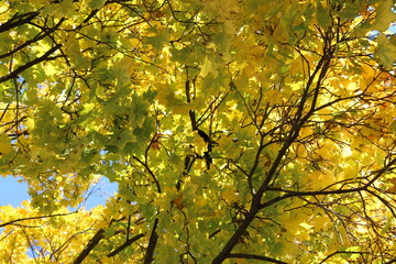 yellow autumn trees against a bright blue sky. Autumn landscapes. Yellow foliage. Trees in the city