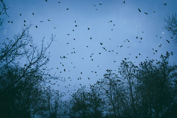 A flock of birds flies from tree to tree