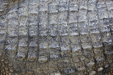 close up the crocodile skin for reptile animal skin and texture
