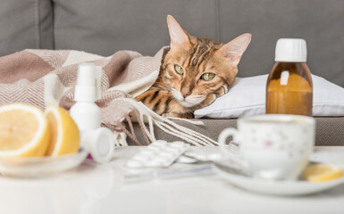 A sick cat lies on the couch, wrapped in a blanket. Bengal cat with flu or cold symptoms being treated at home.