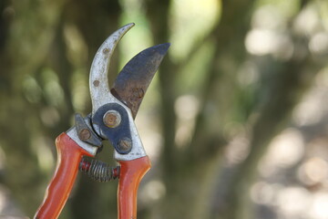 garden scissors and shears