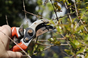 pruning branches of tree