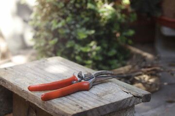 cutting vegetables in the garden