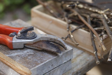 Pruning shears 
