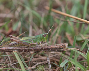Common green grasshopper, Omocestus viridulus.