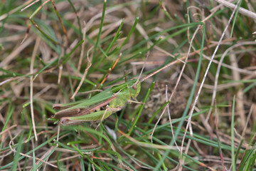 Common green grasshopper, Omocestus viridulus.