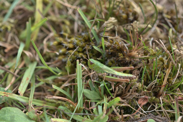 Common green grasshopper, Omocestus viridulus.