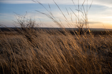 Obraz premium Abstract warm landscape of dry wild grass meadow on warm golden hour sunset or sunrise time. Tranquil autumn fall nature field background. Soft golden hour sunlight. 