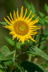 A small sunflower turns it head towards the sun, thus getting their name.  Yellow petals and yellow head make this sunflower look like its namesake here in Upstate NY.