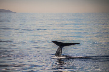 Seascape with Whale tail in Arctic, Svalbard, Norway.