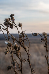 Fototapeta premium Dry grass, weeds with thorns in a field close-up. Sadness, autumn melancholy, depression concept.