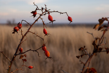 Red rose hips in the park in autumn. close-up.