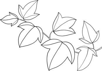 simplicity ivy freehand drawing flat design