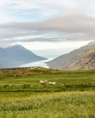 Foto op Canvas Flock of sheep grazing on meadow and ocean fjord in summer at Iceland © Mumemories