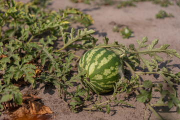 a large watermelon grows on the ground