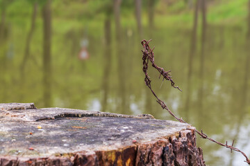 Old barbed wire overgrown into a tree stump.