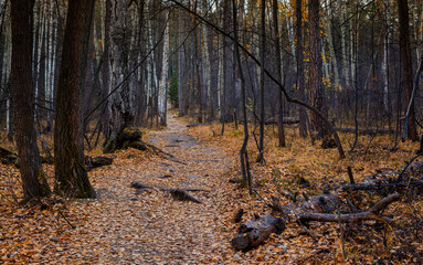 Path in a gloomy autumn forest with dry trees and fallen leaves. Dark forest with bare trees in late autumn.
