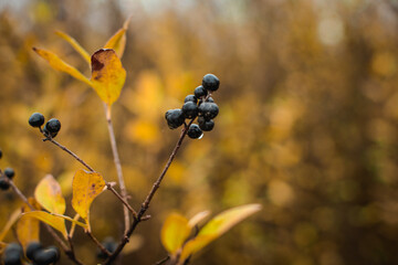 black wild berry outdoors