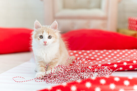 cute ginger fluffy kitten cat playing with christmas red decorations. High quality photo