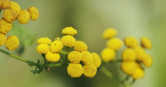 Flowers of the tansy (Tanacetum vulgare)