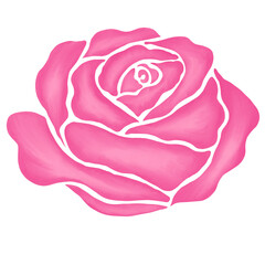 pink rose flower illustration