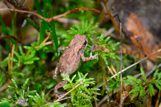 Frog in a forest