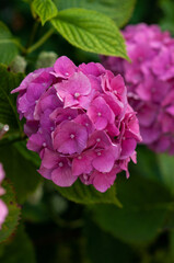 Pink hydrangea flower on a green background.Hydrangea in the garden.Flowers close-up.Space for copy.Ideas for postcards, paintings.