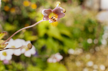 A bee on an anemone flower in the garden on a gentle background.Close-up.Copy space.Sunny day,sweet home,blooming tree in spring