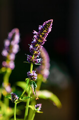 Lilac melissa flower on a dark background.Close-up, selective focus,flower in the garden