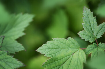 Fototapeta na wymiar Green soft background with leaves