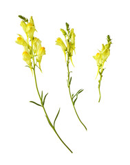 Set of yellow linaria flowers isolated