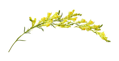 Twig of yellow linaria flowers isolated