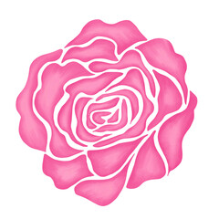 pink rose flower illustration